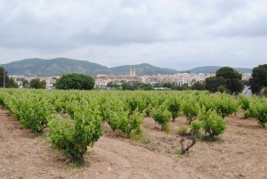 Paisatge de Sant Pere de Ribes